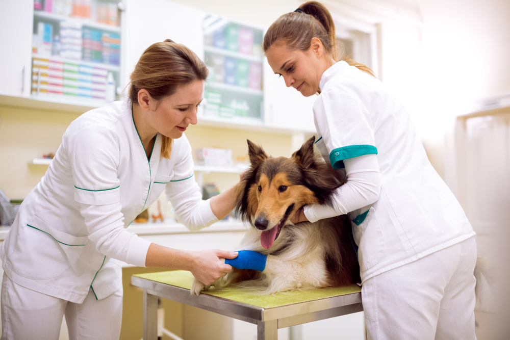 Vaccin chien Vernier